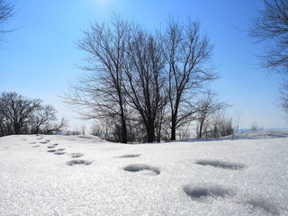 Obraz premium Winter Russian forest landscape with trees in early spring, melting snow