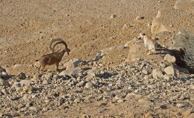 Nubian ibex (Capra nubiana sinaitica) and huge dog in Negev desert of southern Israel