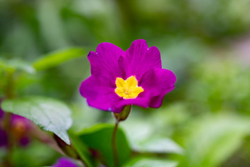 Fototapeta premium Colorful coral pink primroses first spring flowers (primula polyanthus, primula vulgaris) blossoming. Purple primroses in spring woods. Selective focus, blurred background