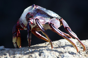 rote_Klippenkrabbe