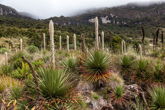Puya hamata in the Andean p&aacute;ramos of Tulcan