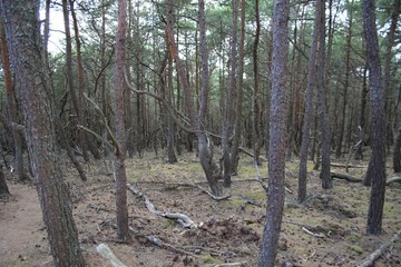 Krzywy las