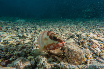 Fish swim in the Red Sea, colorful fish, Eilat Israel