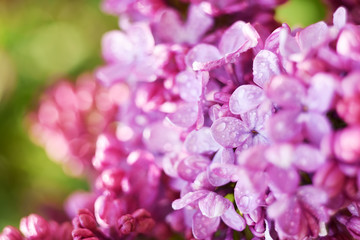 Lush lilac bloom in the spring sunny garden. Close-up.