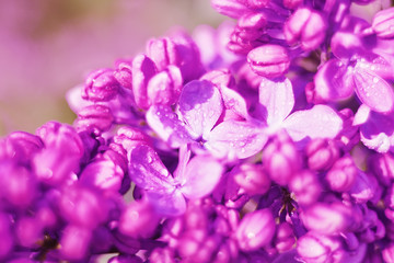 Lush lilac bloom in the spring sunny garden. Close-up.