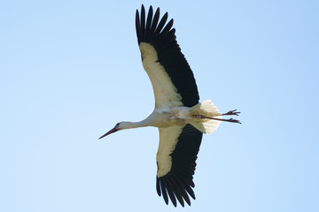 Storch im Flug