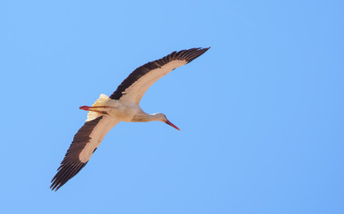 Storch im Flug