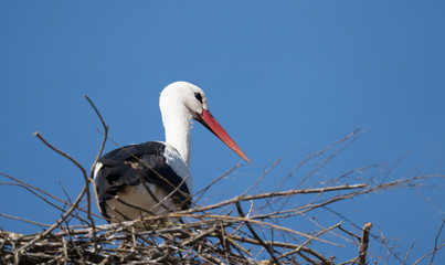 Storch im Nest