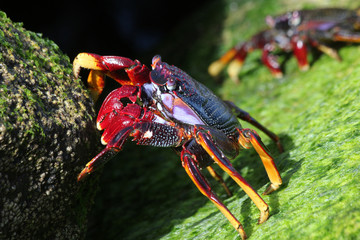rote_Klippenkrabbe