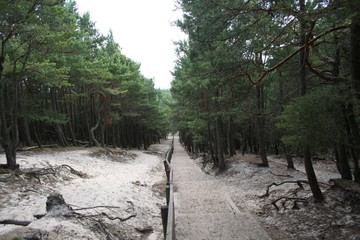 Słowiński Park Narodowy Wykrzywiony Las