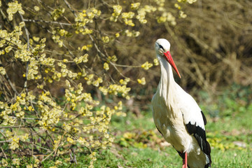 Storch