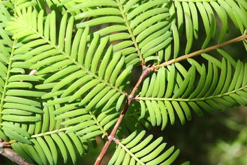 Fototapeta premium Green leaves