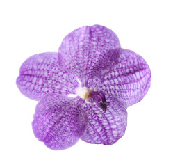 Purple Vanda Orchid isolated on white background