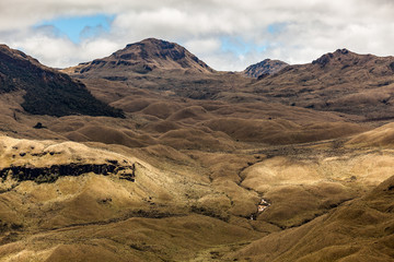 Fototapeta premium Andean landscape, frailejón moors in Tulcan, province of Carchi