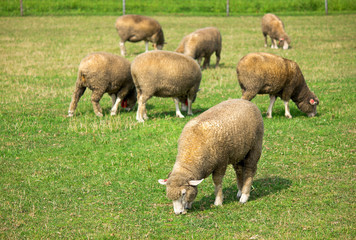 羊 ヒツジ 羊ヶ丘展望台
