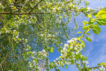 Weiße Blüten und frische grüne Blätter an jungen Trieben im Frühling