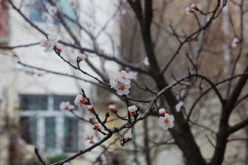 Spring tree flowers background, close-up. Blossom branches of a flowering tree 