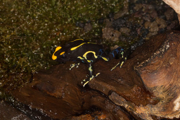 Dyeing dart frog, tinc or dyeing poison frog (Dendrobates tinctorius).