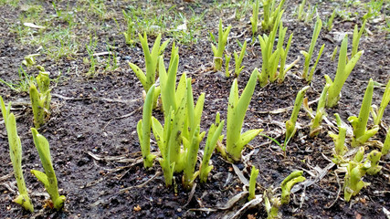 Tulip field. Young sprouting plants.