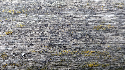 Macro photo of tree texture. Copy space background