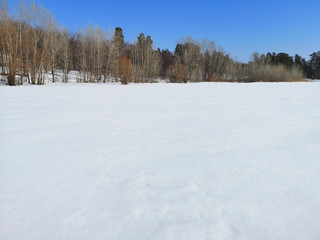 Winter Russian forest landscape with trees in early spring, melting snow