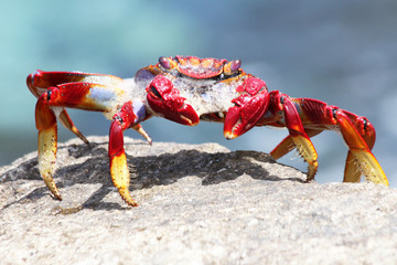 rote_Klippenkrabbe
