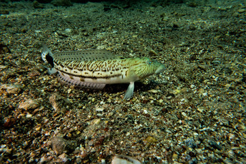 Fish swim in the Red Sea, colorful fish, Eilat Israel