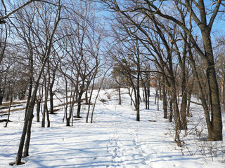 Winter Russian forest landscape with trees in early spring, melting snow