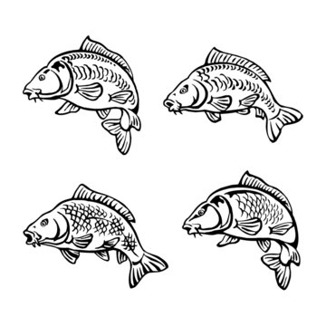 carp fish black and white icon set