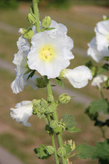 Hollyhock 