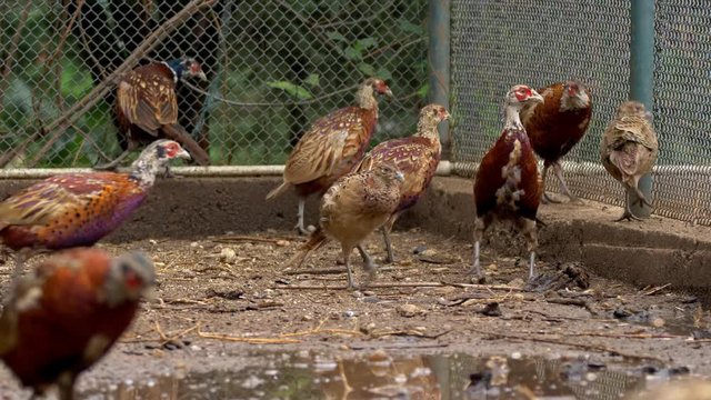 Common pheasants (Phasianus colchicus) in pheasantry