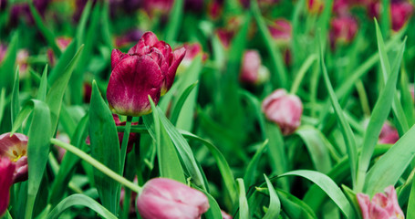 pink tulips in the garden