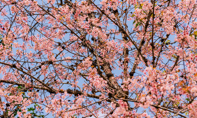 cherry blossom in spring season