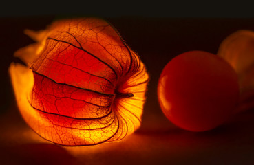 shining cape gooseberry healthy fruit, isolated on black background