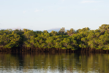 Landscape view of mangrove forest on edge of sea Pacific Ocean Galapagos in early morning light