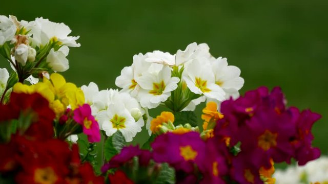 Common primrose flowers (Primula acaulis) blossom in spring garden