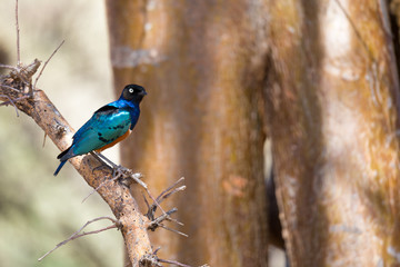 Very colorful native birds sit on brachens of trees