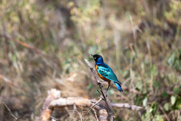Very colorful native birds sit on brachens of trees