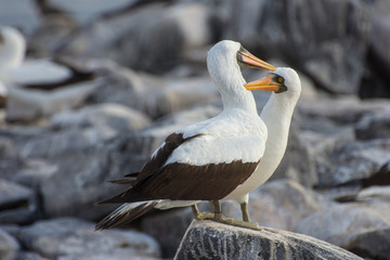 Nasca Boobies courting on volcanic rocky cliff Floreana Island Galapagos Pacific Ocean Ecuador