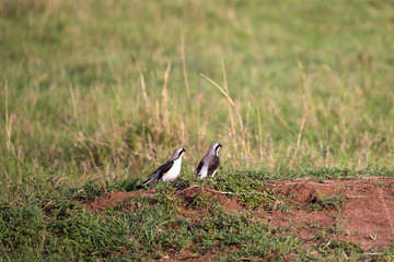 Very colorful native birds sit on brachens of trees