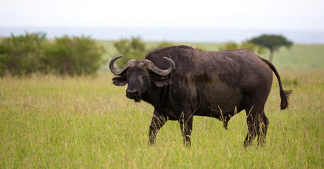 A big buffalo stands on a path in the savannah