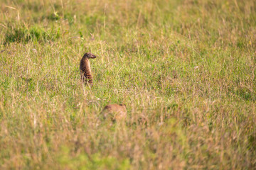 A cheetah in the grass landscape between the bushes