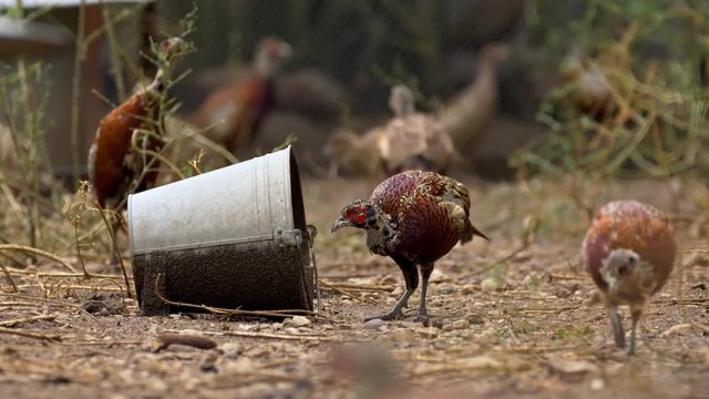 Common pheasants (Phasianus colchicus) feeding in pheasantry