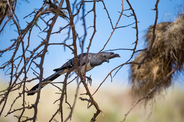 Very colorful native birds sit on brachens of trees