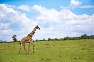 Giraffes run through the grass landscape in Kenya