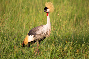Very colorful native birds sit on brachens of trees