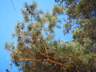 Pine branches in the Russian winter forest landscape