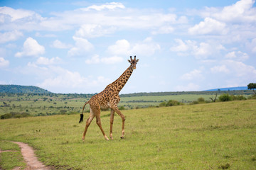 Giraffes run through the grass landscape in Kenya