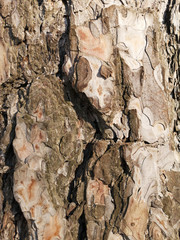 Texture of pine bark closeup in March in daylight