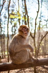 Affe sitzt auf einem Balken im Freien